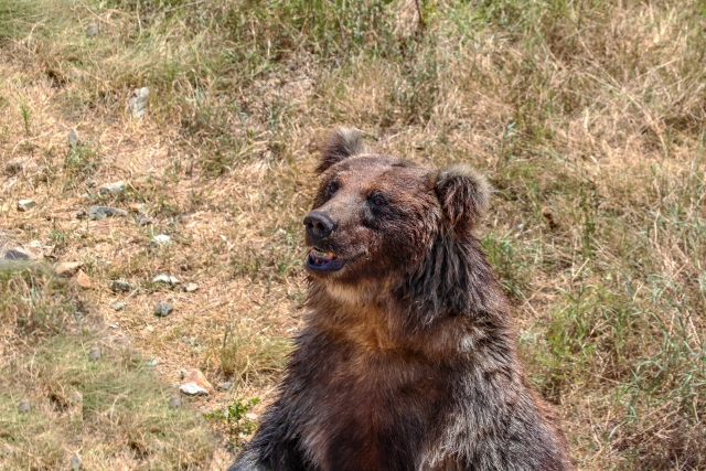 焼津市 年10月11日にクマの目撃情報 満観峰ハイキングコースの鞍掛峠付近にて 号外net 藤枝市 焼津市 島田市 牧之原市